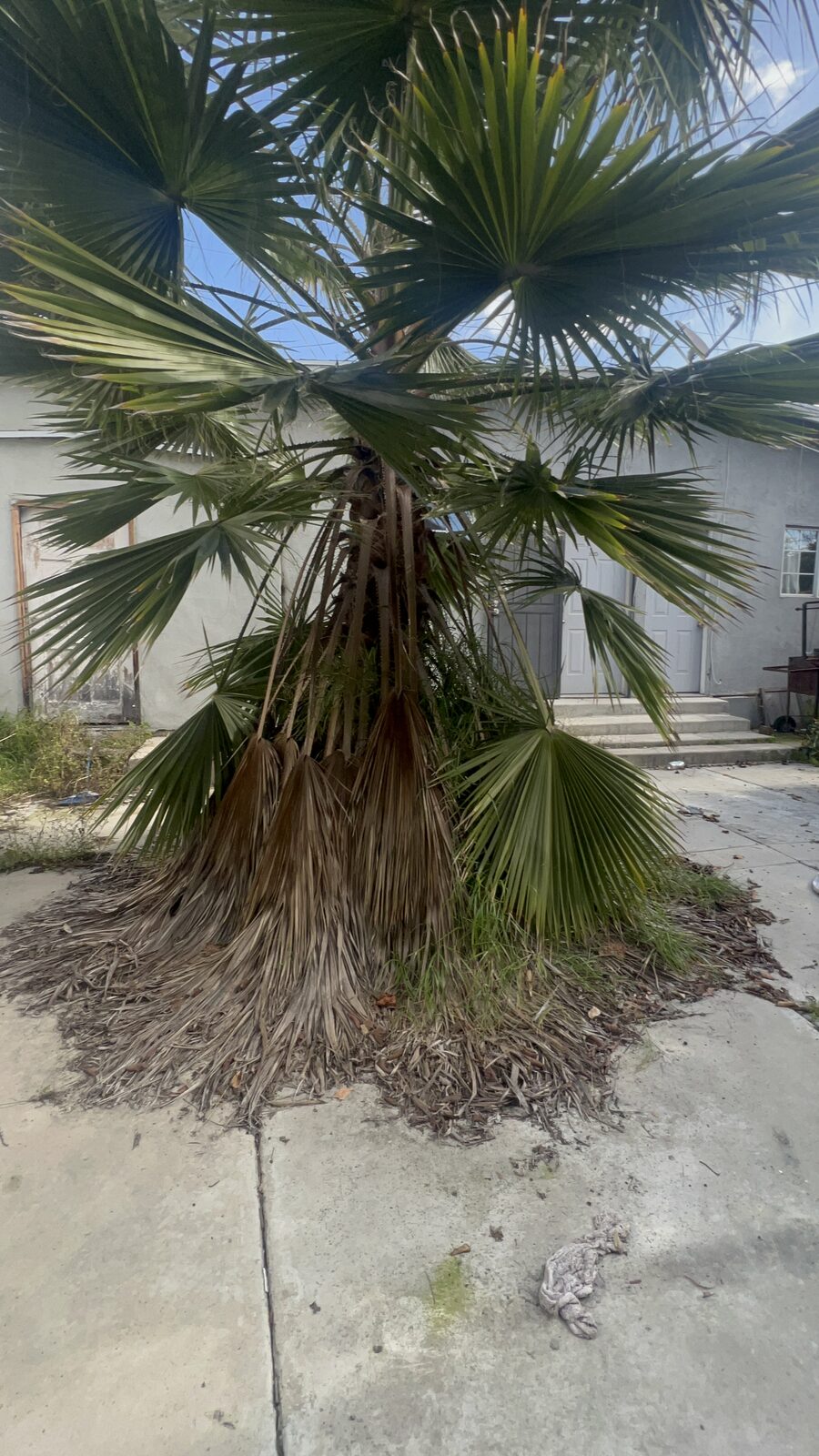 Rear structure and palm, current condition